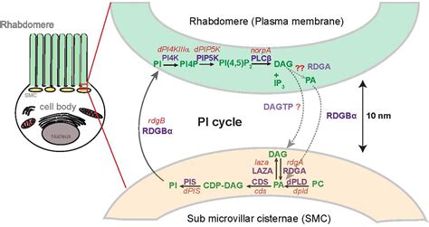 Frontiers Regulation Of Membrane Turnover By Phosphatidic Acid