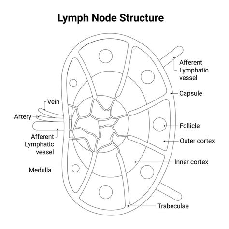 Lymph Node Structure Science Design Vector Illustration 36059201 Vector ...