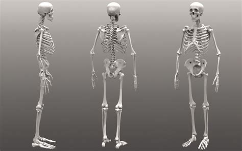 Three Different Views Of The Human Skeleton