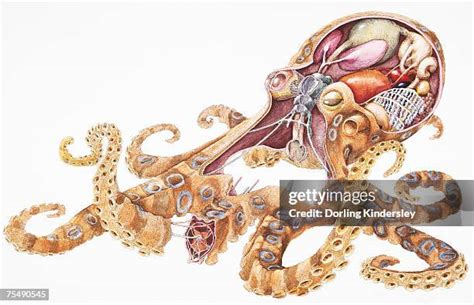 Greater Blue Ringed Octopus Anatomy