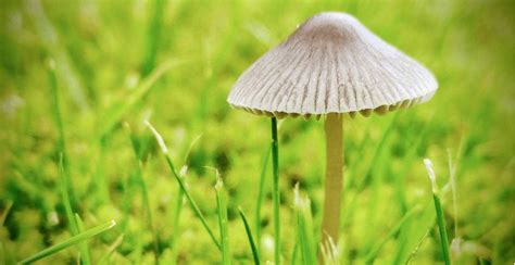 Can You Smoke Magic Mushrooms Your Questions Answered