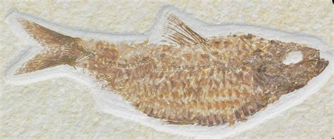 Fat 4.6" Knightia Alta Fossil Fish (#32955) For Sale - FossilEra.com