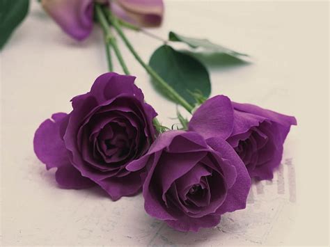 Purple Rose Flower Backgrounds