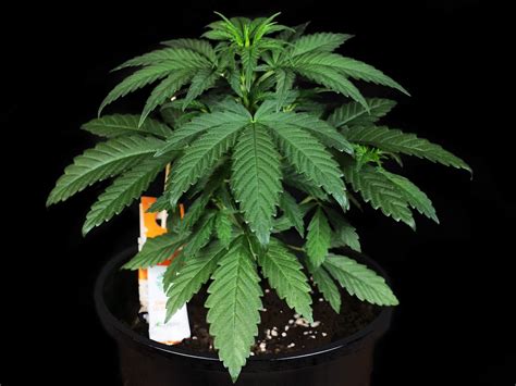 Banana Kush Cake Feminized Grow Report Sensi Seeds