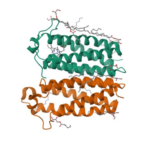 Rcsb Pdb Uc High Resolution Crystal Structure Of Translocator