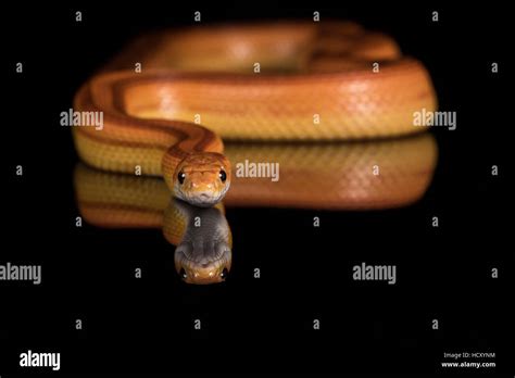 Corn Snake Pantherophis Guttatus Captive USA Stock Photo Alamy