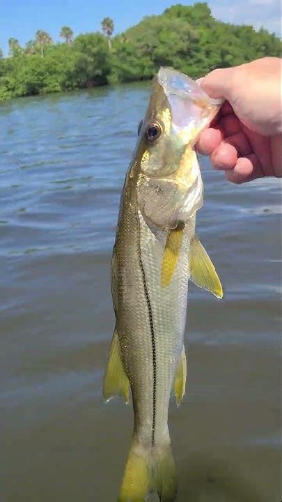 Tampa Bay Snook Fishing Catch And Release Youtube