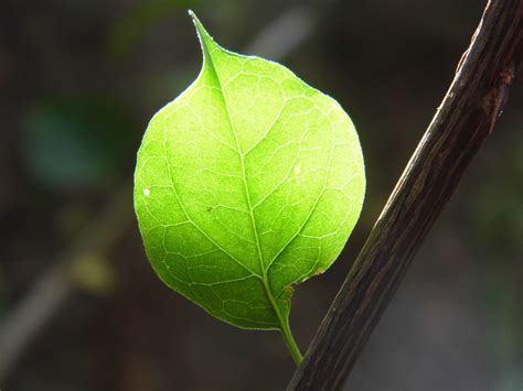 Leaf Nude Free Photo On Pixabay Pixabay