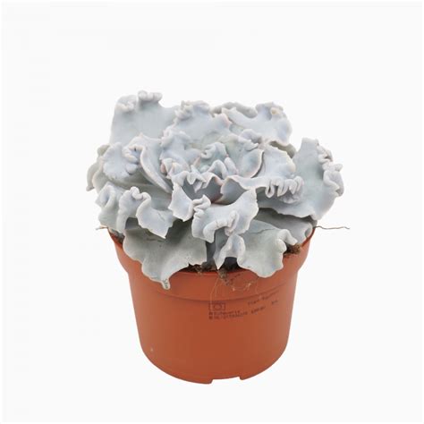 Echeveria Crispy 10 5cm Pot Urban Plant Life Nationwide