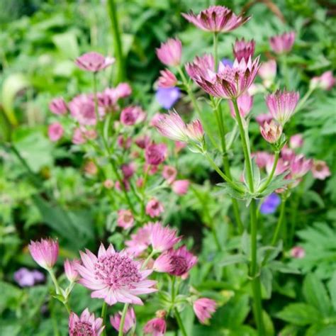 Astrantia Major Roma Ofwel Zeeuws Knoopje Roma Kopen Het Groene