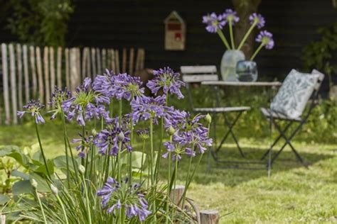 Concept Plants Agapanthus Ever Amethyst MP003 PP30 163