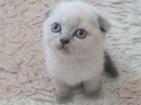 Dünya Tatlısı Dişi Scottish Fold Petara Evcil Hayvan Sahiplendirme