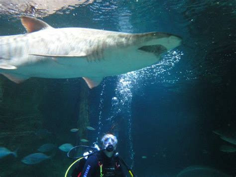 Shark Diving in Sydney: I Was Bit! | HuffPost