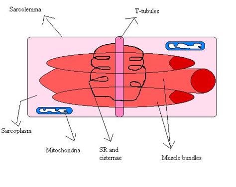 Sarcolemma - wikidoc