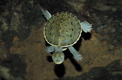 Endangered Reptiles - Australia's Unique Species