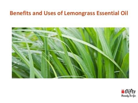 Benefits And Uses Of Lemongrass Essential Oil