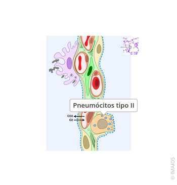 Pneumocito Tipo 1 E 2 - Pneumócitos tipo II - e-Anatomy - IMAIOS