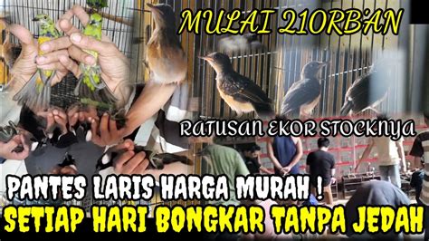 GIMANA GAK LARIS HARGA MURAH BANGET MASIH PROMO BELI ECER HARGA