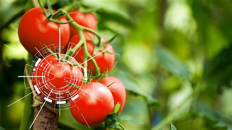 Join Our Webinar On Cft Digital Tomato Cft Food Machinery