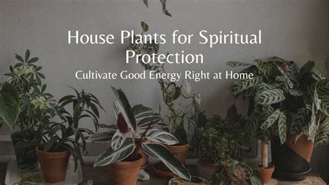 House Plants For Spiritual Protection