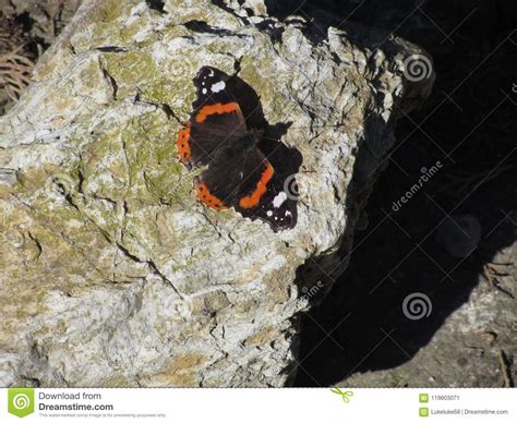 Mariposa Del Almirante Rojo O Atalanta De Vanesa Que Descansa Sobre La