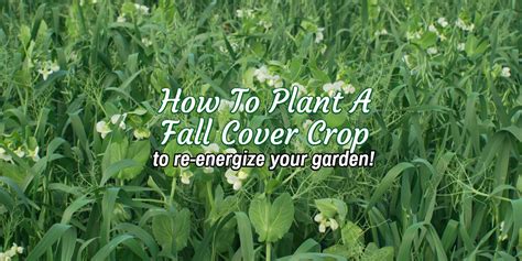 how to plant a cover crop Archives - This Is My Garden