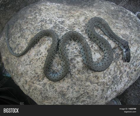 Snake On Rock Image And Photo Free Trial Bigstock