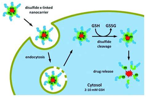 Schematic Illustration Of Nanocarriers In The Redox Responsive Download Scientific Diagram