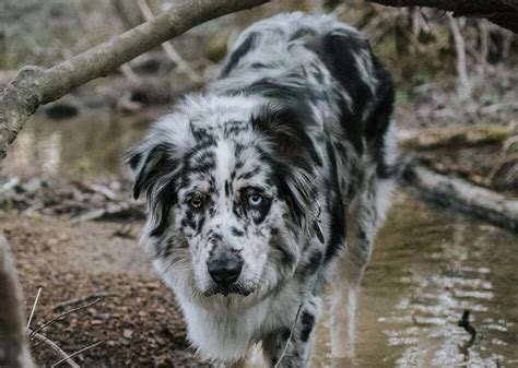 Blue Merle Australian Shepherds: The Complete Guide