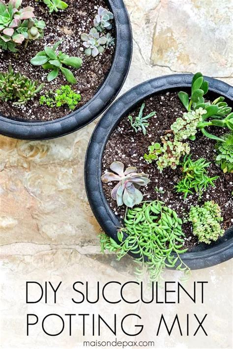 DIY Succulent Soil Potting Mix - Maison de Pax