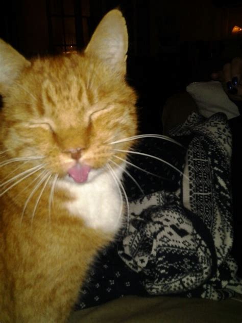 An Orange And White Cat Yawning While Sitting On Top Of A Blanket With