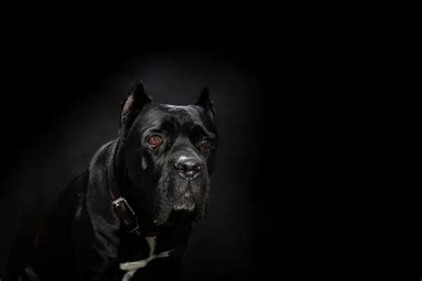 Cane Corso Training — Read This First - Cane Corso Dog Owner