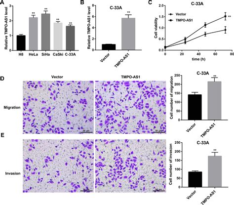 Figure 1 From Long Non Coding RNA TMPO AS1 Promotes Cervical Cancer