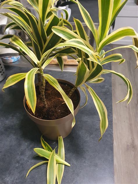New Dracaena losing leaves. Misting until moist, indirect sun. How do I