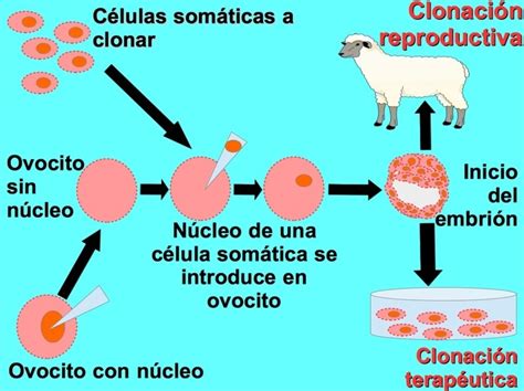 Qué Es La Clonación Toda Materia