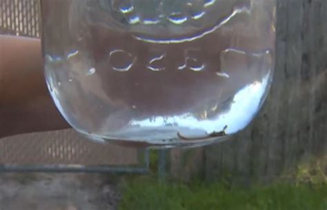 Texas Neighborhood Displeased To Find Worms In The Drinking Water ...