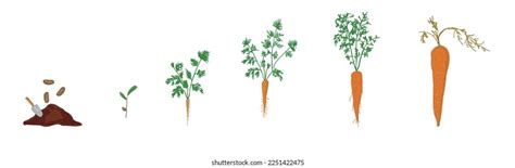 Growth Stages Carrot Plant Carrot Growing Stock Vector (Royalty Free ...