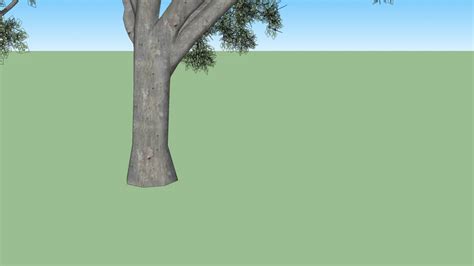 Eucalyptus Tree 3d Warehouse