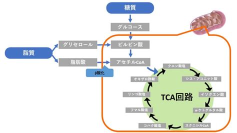 TCA回路と電子伝達系｜imok Academy