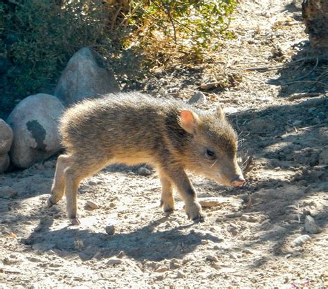 Baby Javelina Tayassu Tajacu Collared Peccary San Ped Flickr