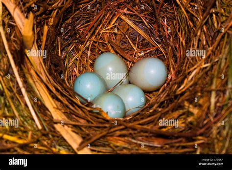 Flycatcher Eggs In Nest Hi Res Stock Photography And Images Alamy