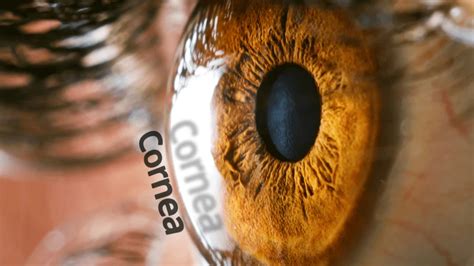 Cornea: Discovering The Transparent Outer Layer Of The Eye