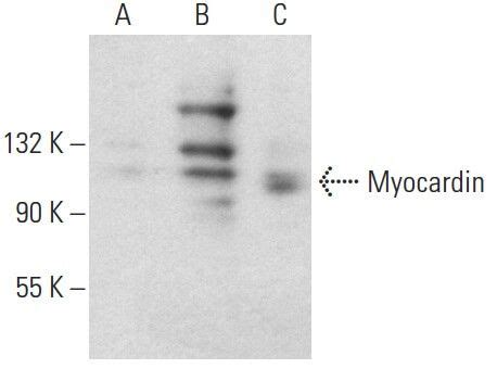 Myocardin抗体 E 5 SCBT Santa Cruz Biotechnology