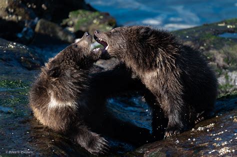 A Pair Of Brown Bear Cubs Play Fighting R Wildlifephotography