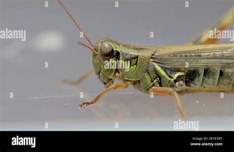 Locust side view close up. Caelifera species of herbivore insects with big eyes Stock Video ...