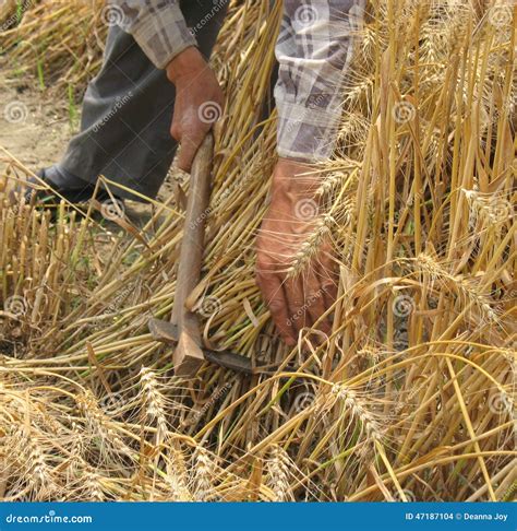 Harvesting Wheat by hand stock photo. Image of hand, agriculture - 47187104