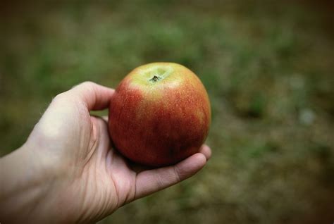 Apfel Frucht Obst Kostenloses Foto Auf Pixabay Pixabay