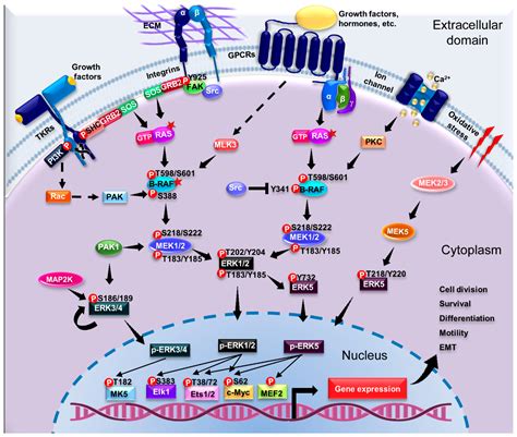 Cell Signaling Pathway