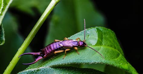 Earwig Bugs: How to Kill, Control and Prevent Earwigs or Pincher Bugs