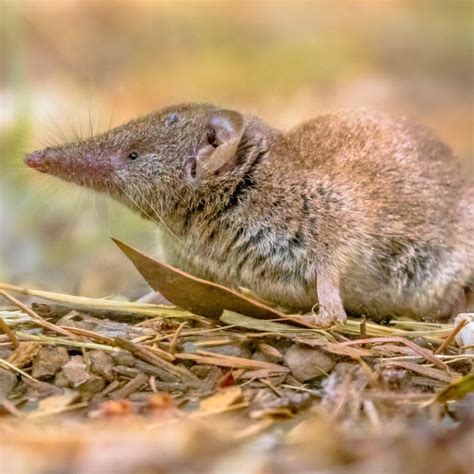 How To Get Rid Of Shrews In The Yard 4 Great Tips